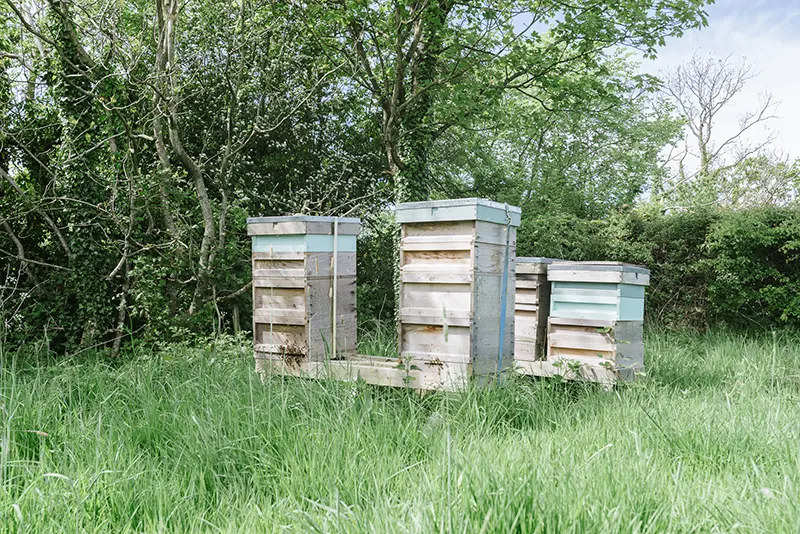 Bee hives set in the garden at The Fleece Inn surrounded by tall grass and trees
