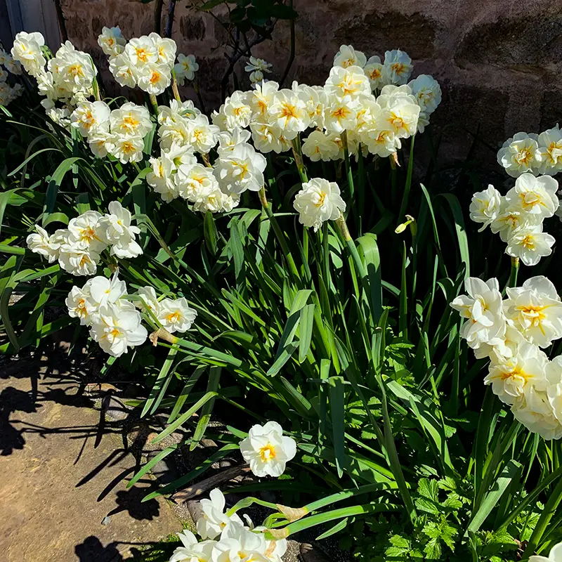 flowers 1