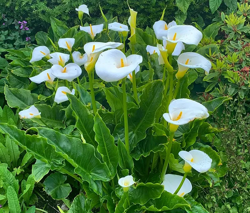 flowers 5