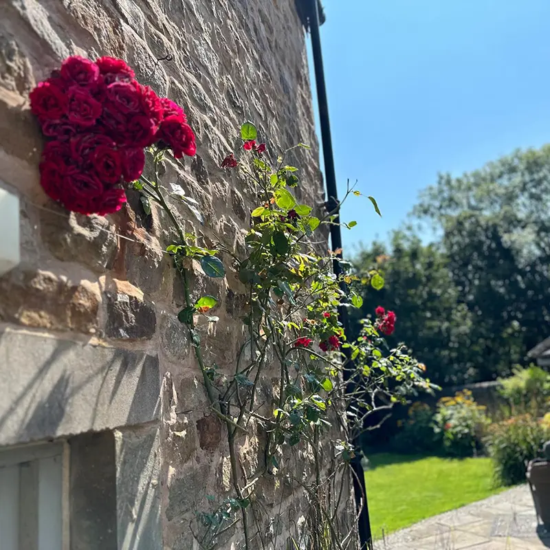 flowers 6